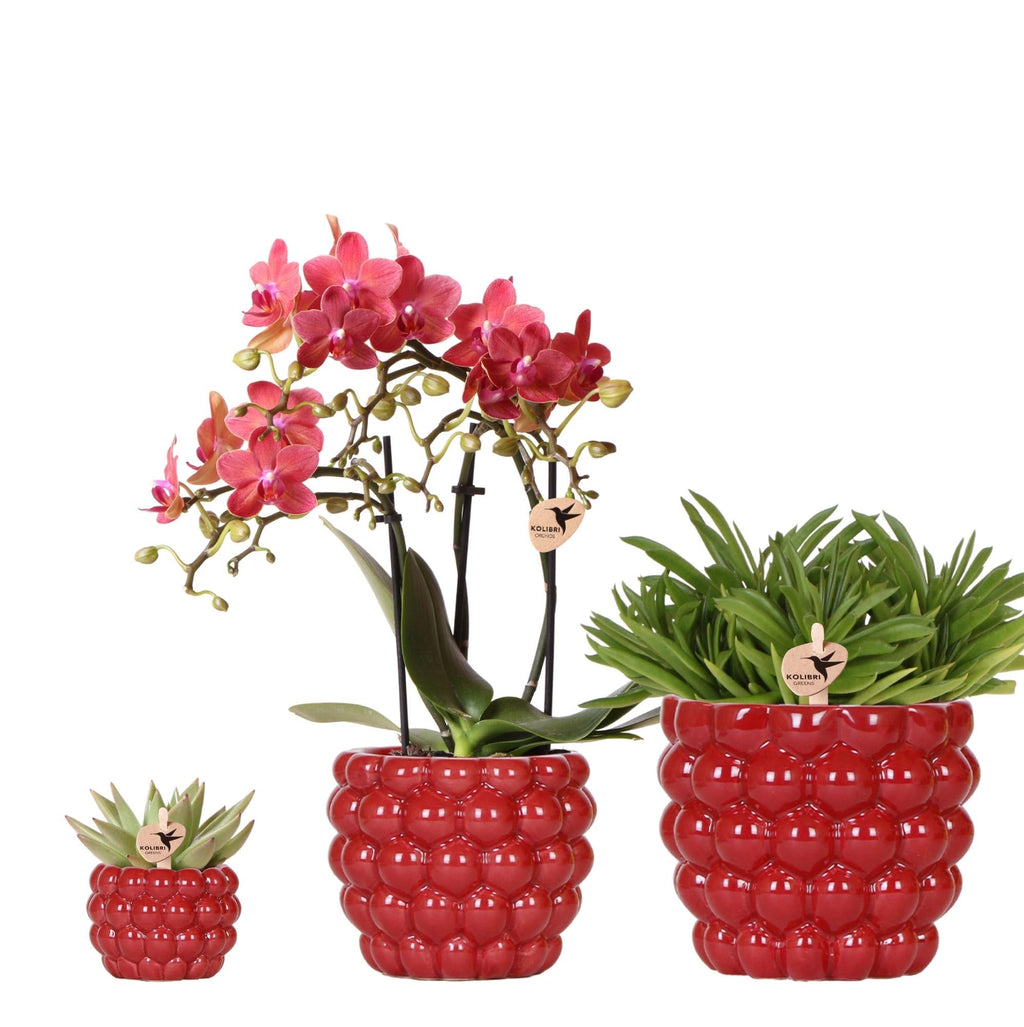 Pflanzenset Rote Phalaenopsis – Orchidee Congo & Sukkulenten – Inklusive keramische Berry Ziertöpfe – Blühende Zimmerpflanzen – Frisch vom Züchter – Plant