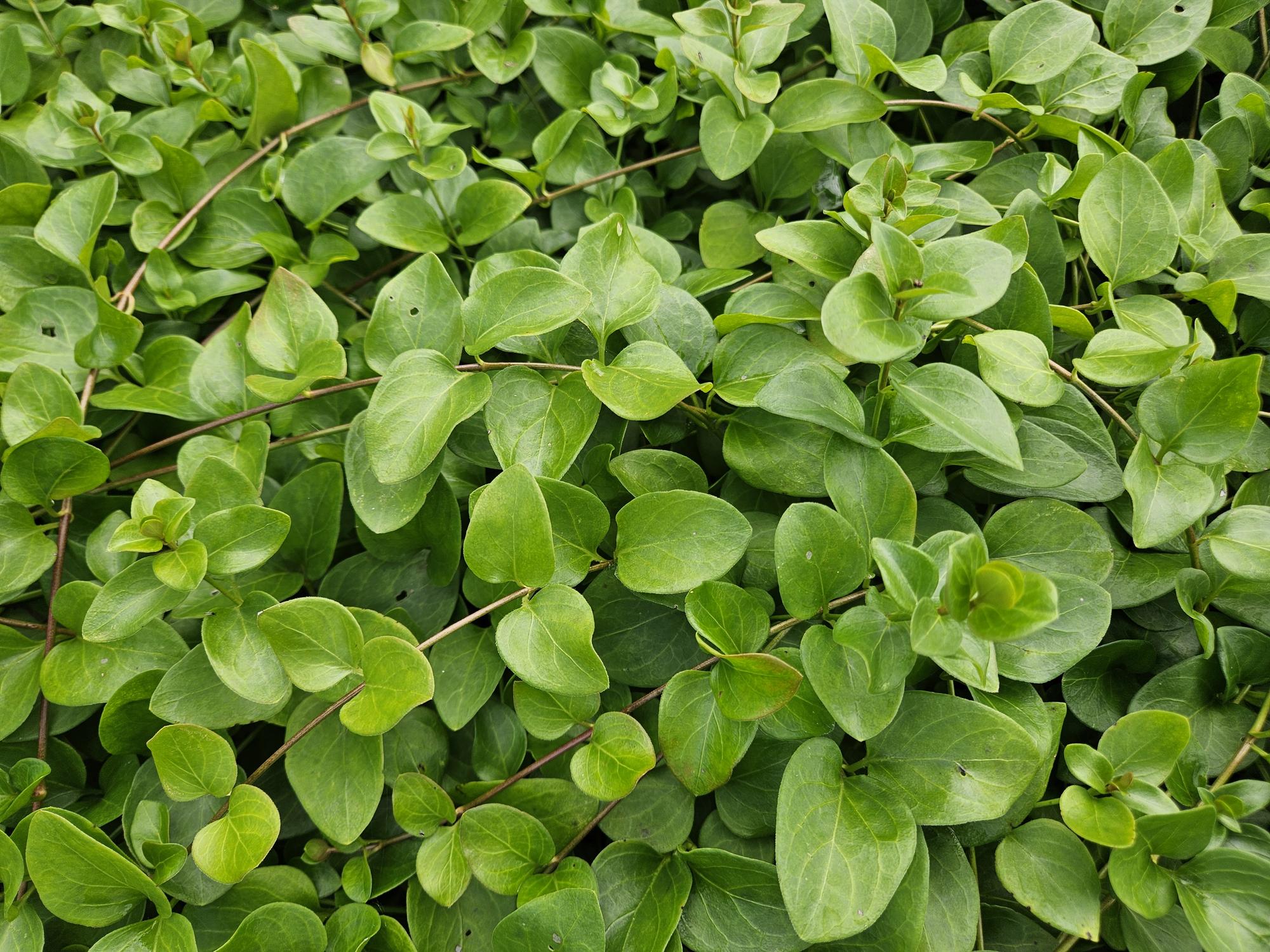 Großblättriges Immergrün Vinca major 'Alba' – Bodendecker – Ø9cm – ↕10-25cm – Weiße Blüten – pflegeleicht – Plant