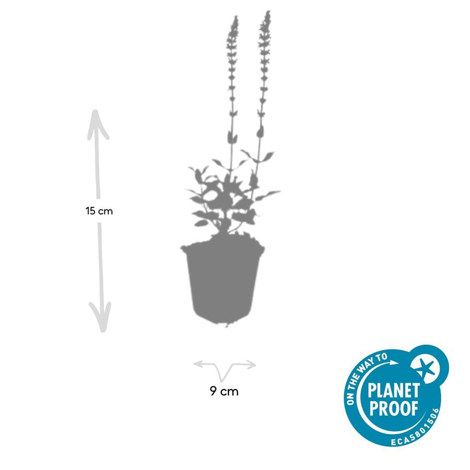 Blüten Salbei Salvia nemorosa Caradonna – ↕10-25cm – Ø9cm – Tiefviolett – Bienenfreundlich – Pflegeleicht – Sonniger Standort – Plant