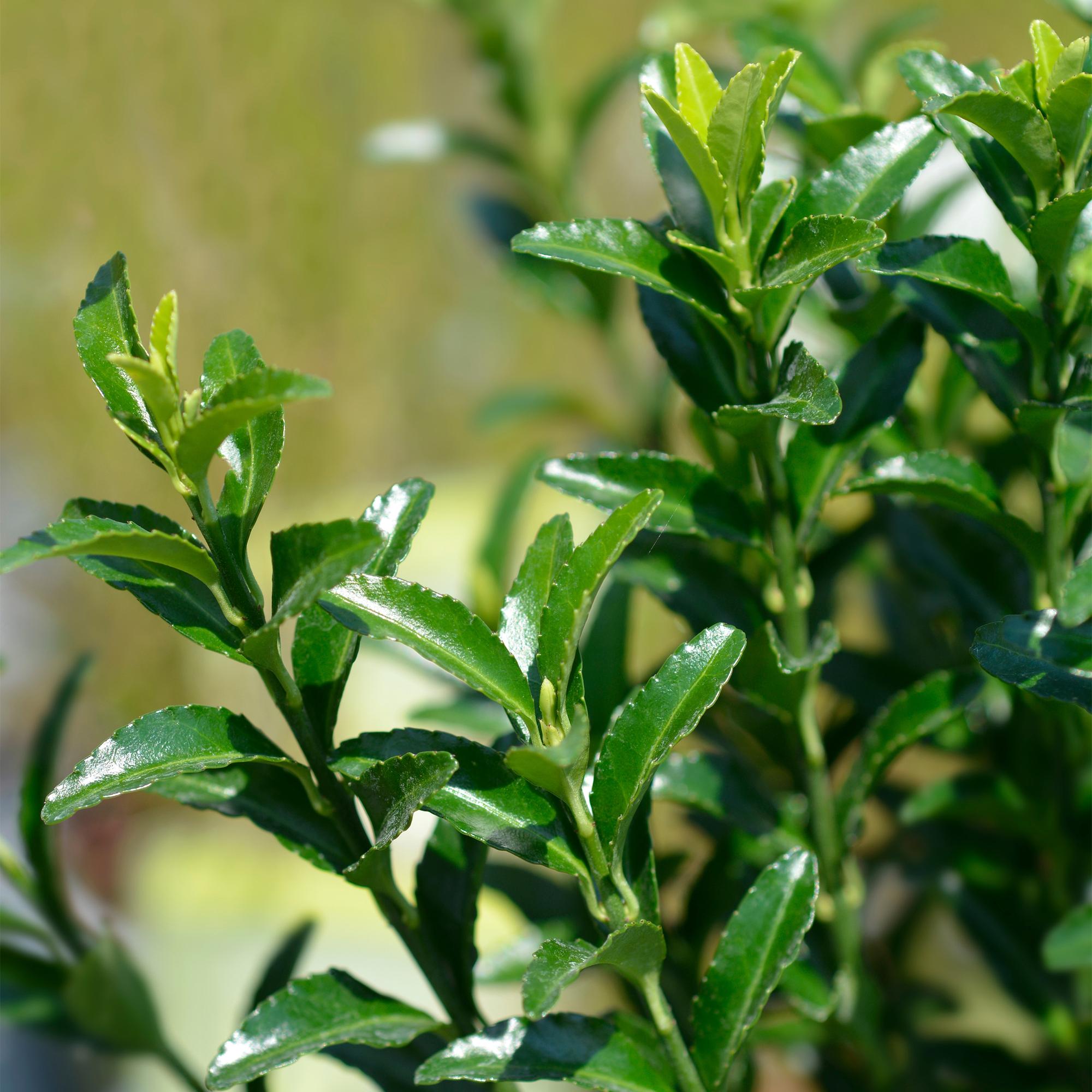 Euonymus japonicus Green Spire – 8 Pflanzen für 1 Meter Hecke – Immergrüner Japanischer Spindelstrauch – 20-25cm hoch im 9cm Topf – Plant