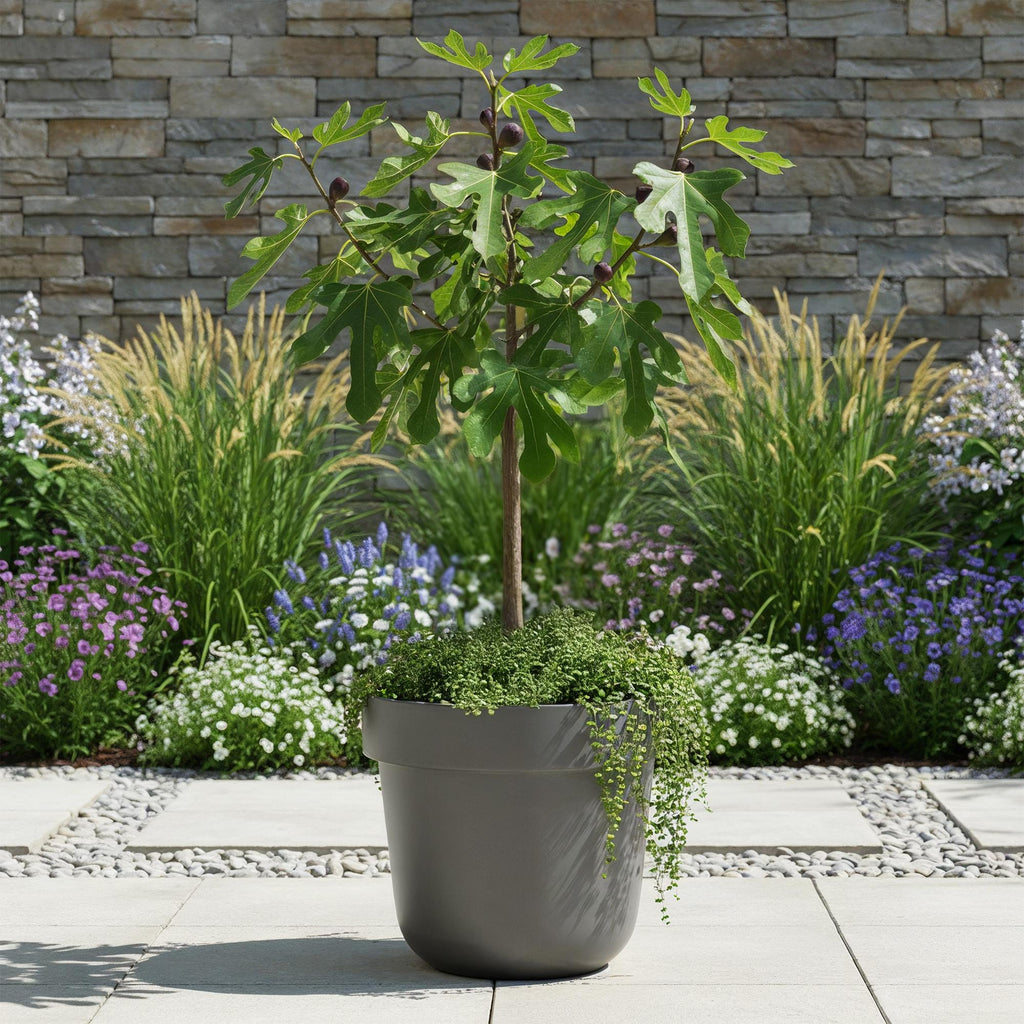 Feigenbaum Ficus carica Little Miss Figgy – 19cm Höhe ca.90cm – Winterhart & laubabwerfend – Kompakter Feigenbaum mit grünen Früchten – Plant