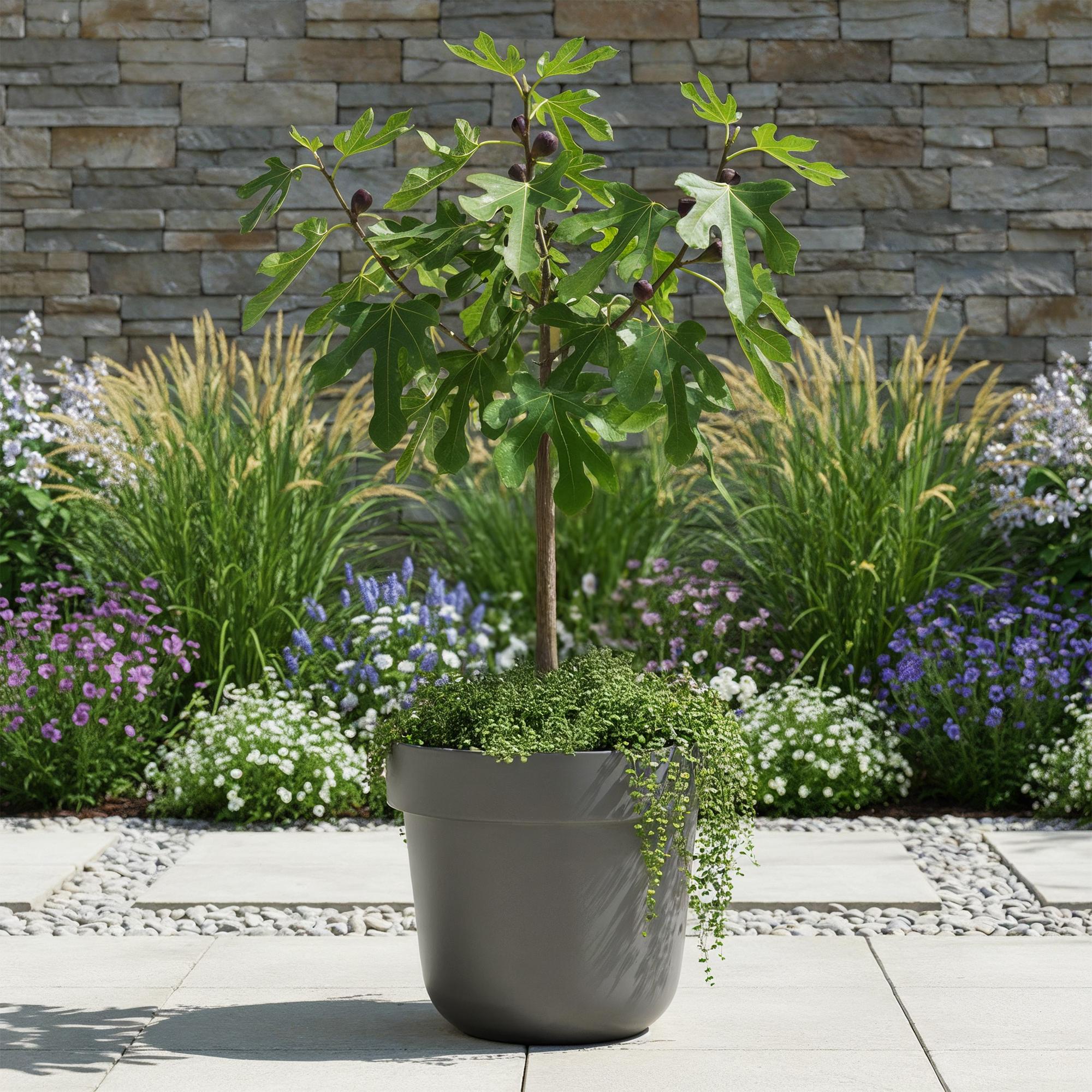 Feigenbaum Ficus carica Little Miss Figgy – 19cm Höhe ca.90cm – Winterhart & laubabwerfend – Kompakter Feigenbaum mit grünen Früchten – Plant