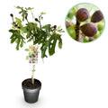 Feigenbaum Ficus carica Little Miss Figgy – 19cm Höhe ca.90cm – Winterhart & laubabwerfend – Kompakter Feigenbaum mit grünen Früchten – Plant