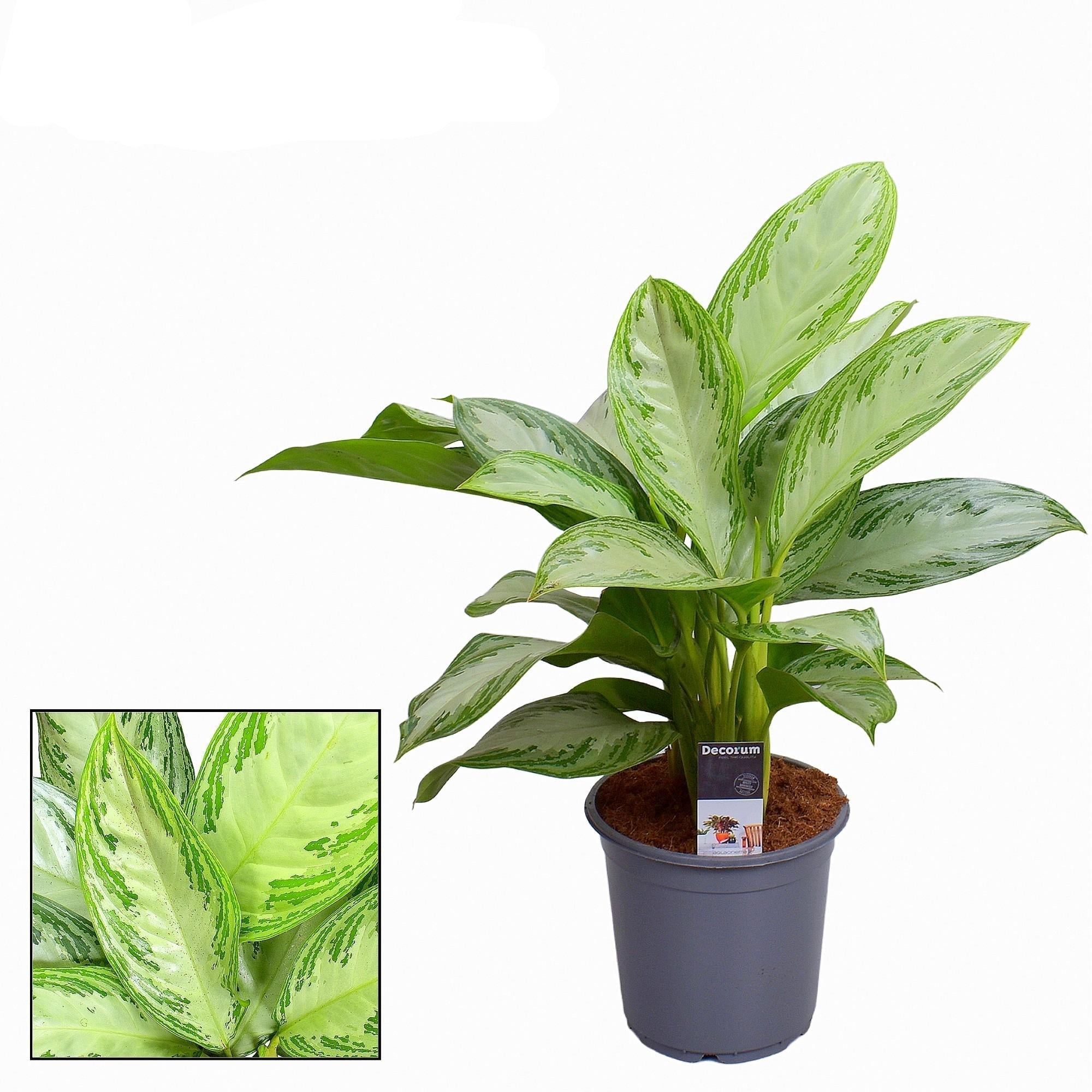 Aglaonema Silver Bay – große Zimmerpflanze mit silbrig-grüner Blattzeichnung – Höhe ca. 80cm Ø21cm – Pflegeleicht, langlebig & dekorativ für Wohnzimmer, Büro & Innenräume