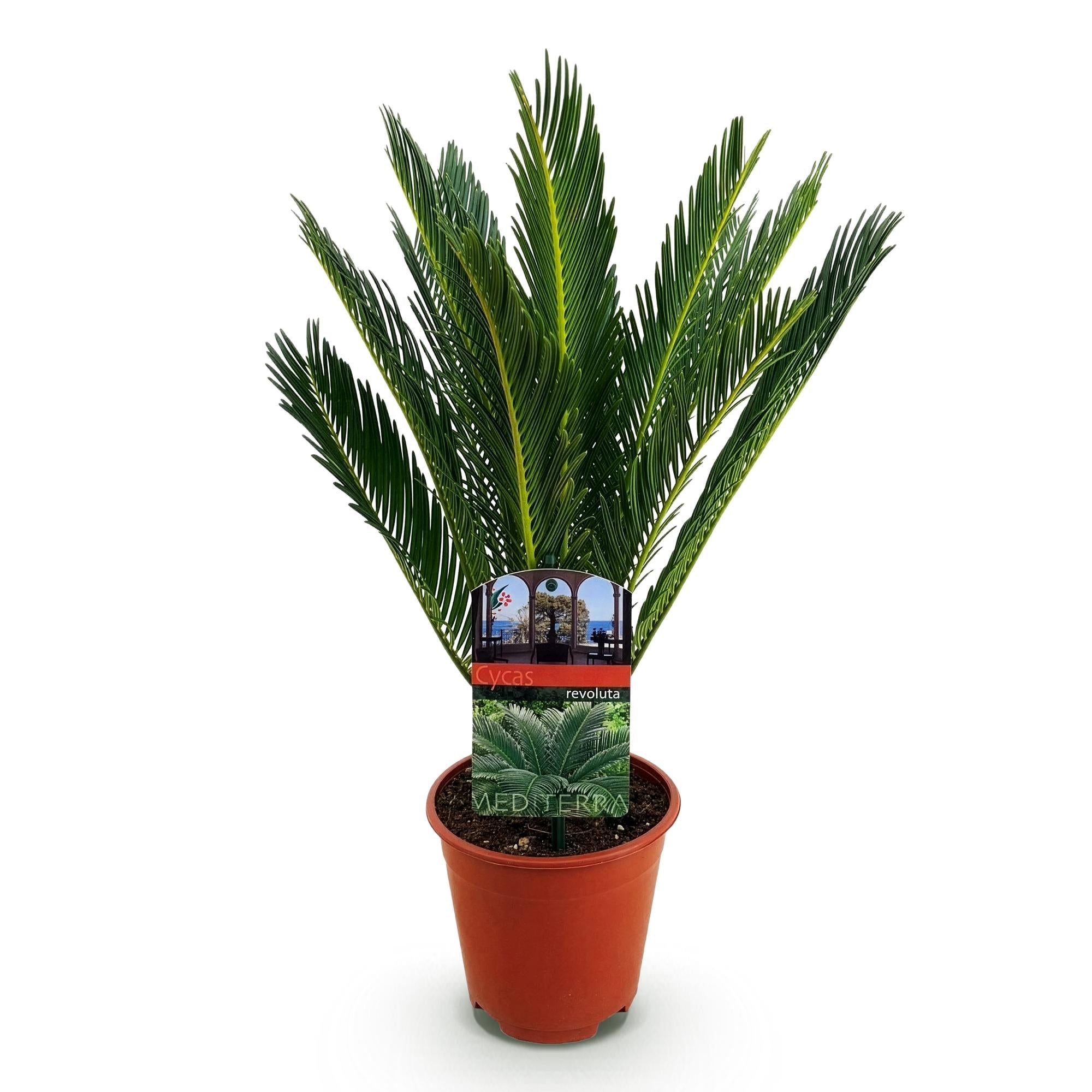 Cycas revoluta Sagopalmfarn – 45cm – 14cm – Pflegeleichte Zimmerpflanze mit fiederartigen Blättern – Exotischer Blickfang für Wohn – & Arbeitsräume – Plant