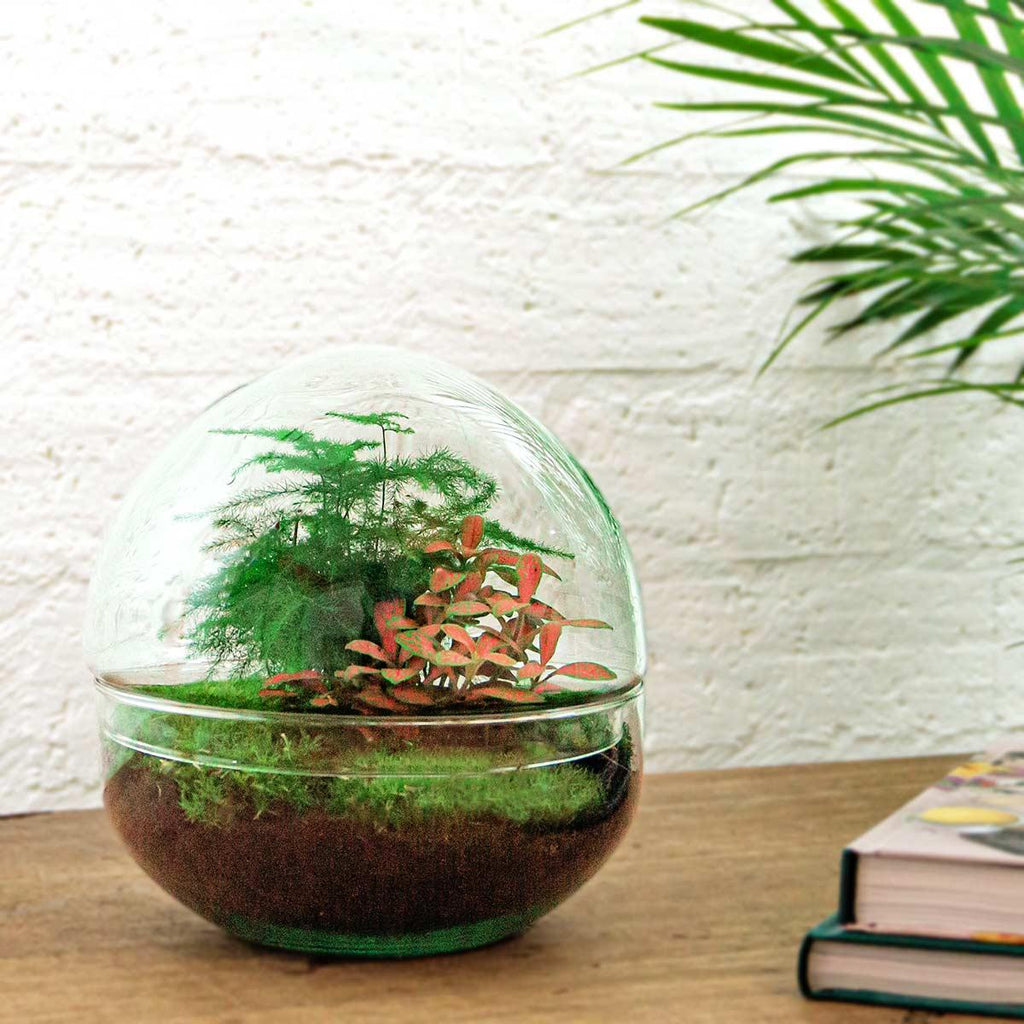 DIY Flaschengarten Set – Dome Glas Rot – Ø20cm x H20cm – Selbstversorgendes Pflanzterrarium mit Fittonia, Spargel & Moos – Mini – Pflegeleicht – Plant