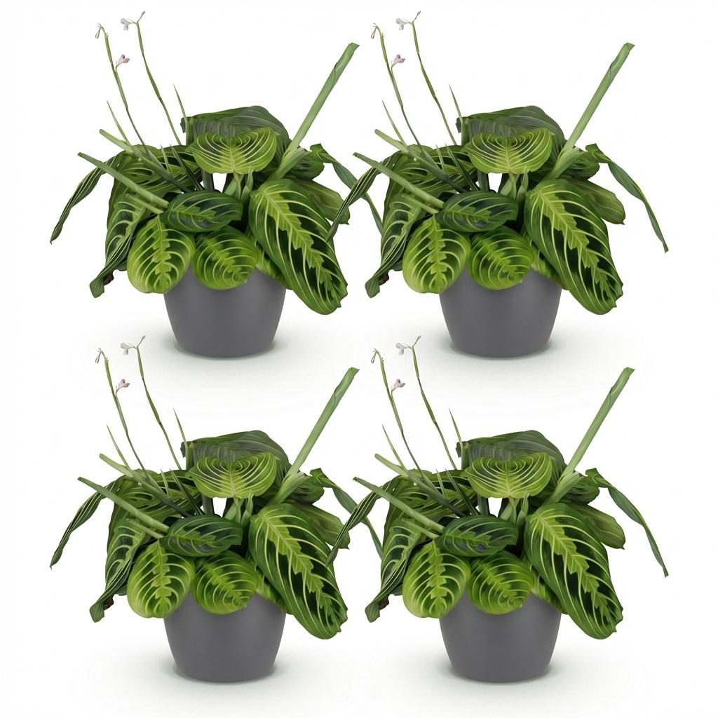 Maranta Fascinator Lemon Lime 2er Set Pflanzen Mit Weißem Topf Ø12cm Höhe ca.25cm Gebetspflanze Haustierfreundlich Pflegeleicht Für Zimmer Büro & Bad