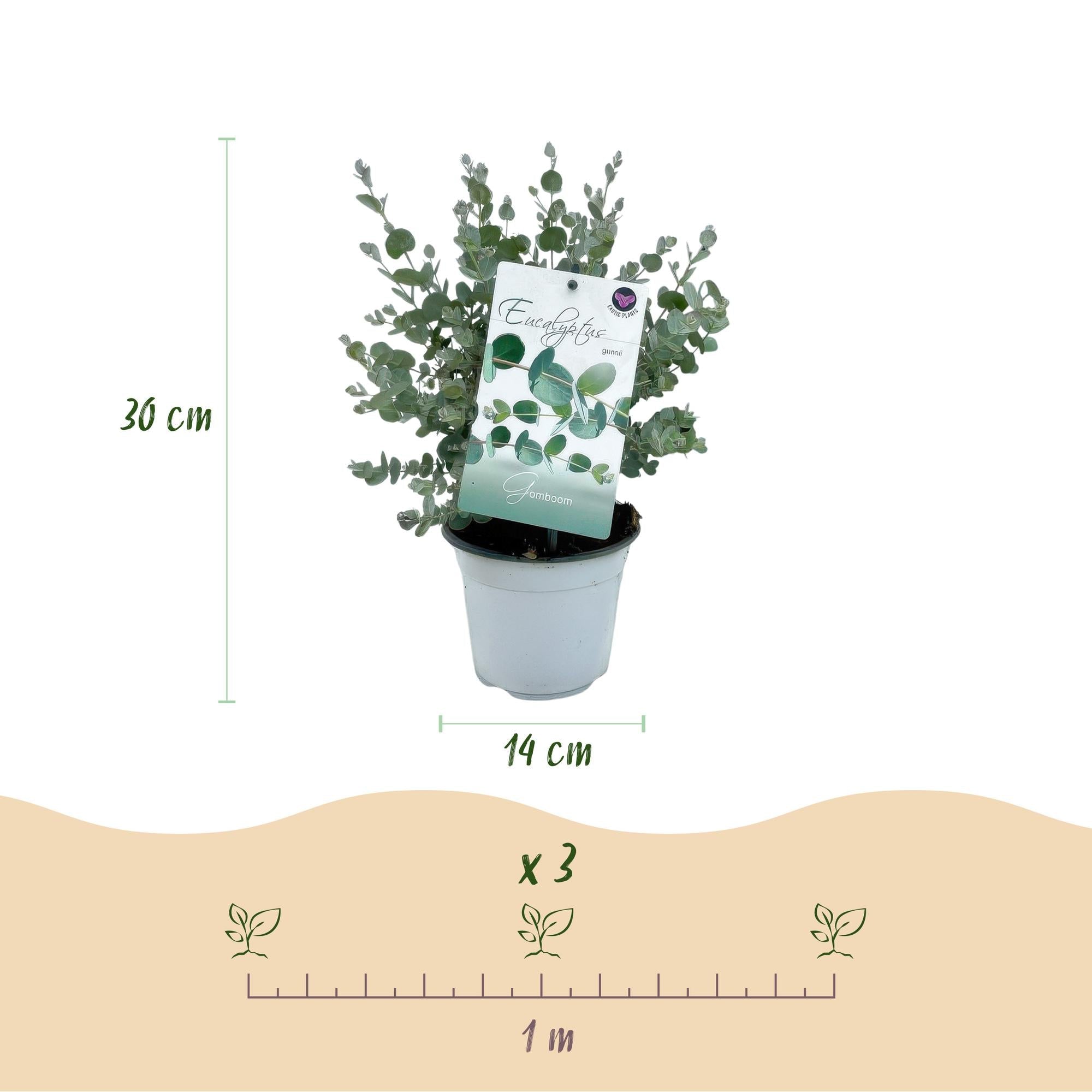 Eukalyptusbaum Eucalyptus gunnii – Winterhart – Topf Ø14cm, Höhe ca. 30cm – Duftende Terrassenpflanze – Blaugrüne Blätter – Plant