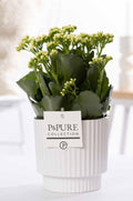 Kalanchoe Weiß in Keramiktopf Grün – Ø12cm ↕27cm – Blühende Zimmerpflanze weiß blühend – Pflegeleicht & langlebig – Plant