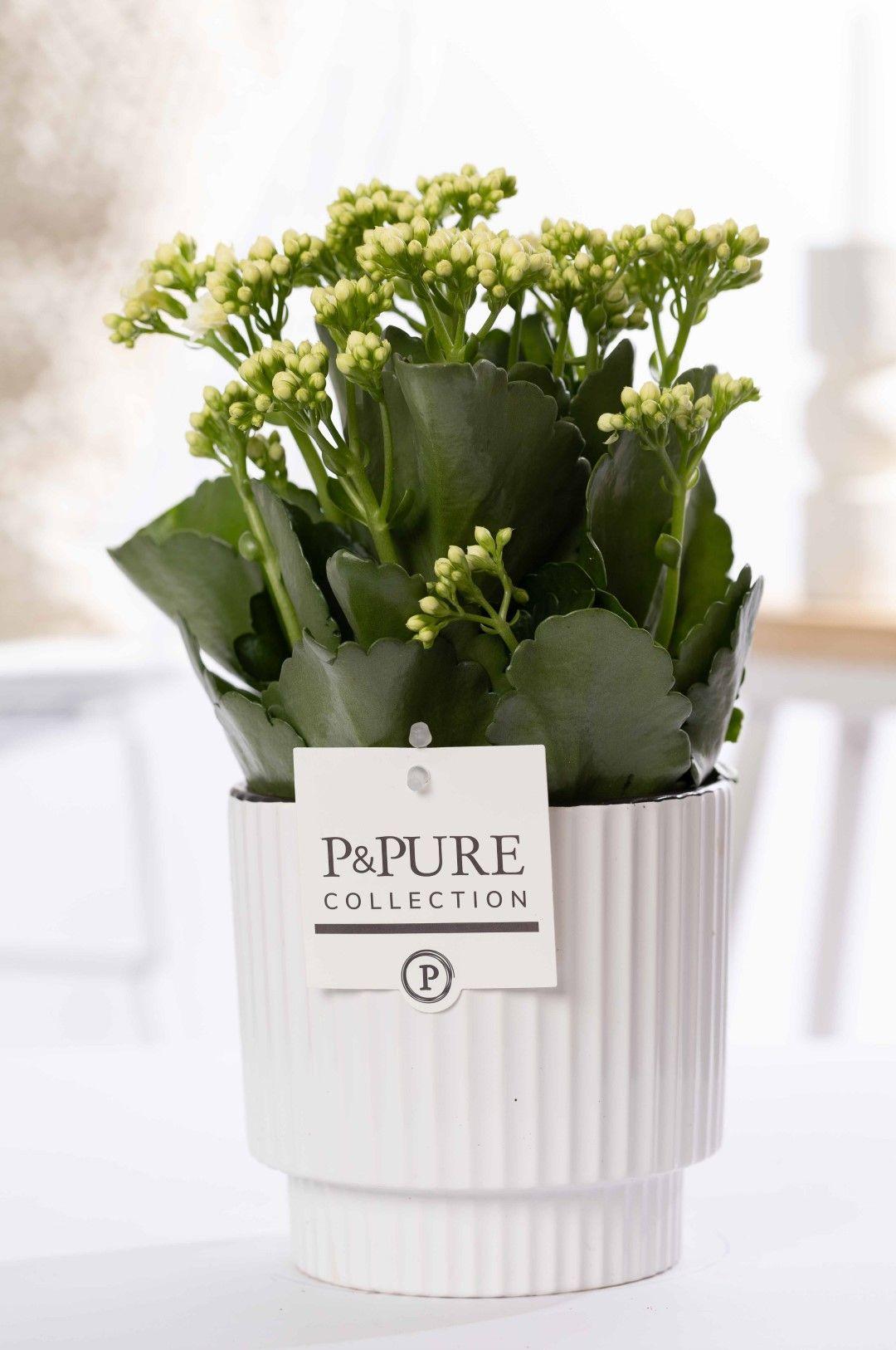 Kalanchoe Weiß in Keramiktopf Grün – Ø12cm ↕27cm – Blühende Zimmerpflanze weiß blühend – Pflegeleicht & langlebig – Plant
