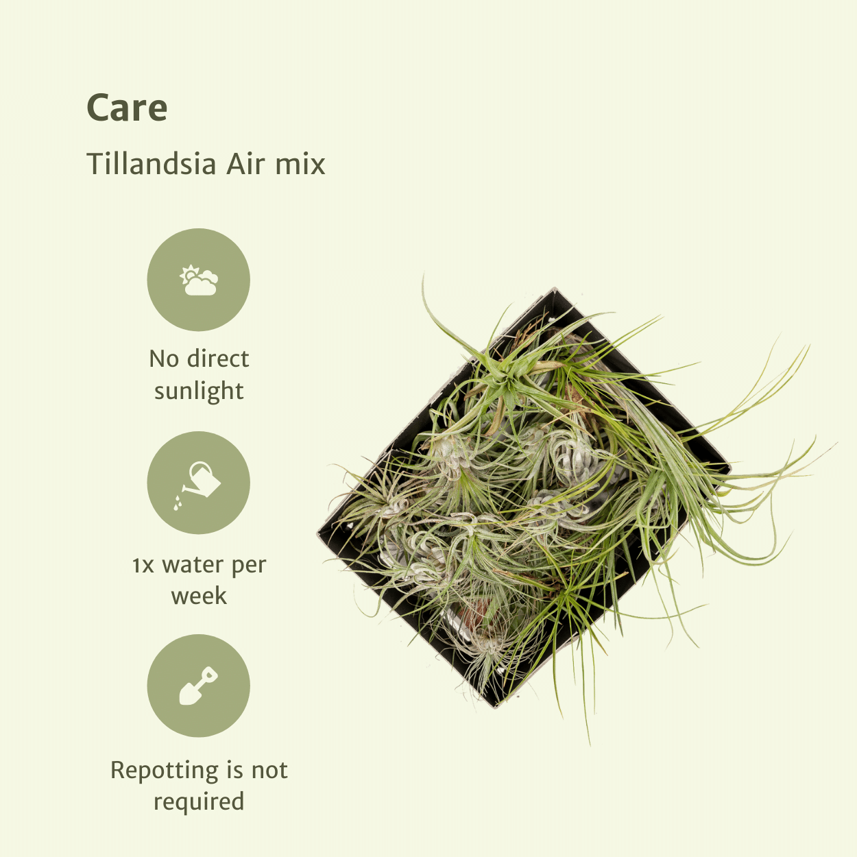 Tillandsia Air Mix – 5 Luftpflanzen – Ø6cm – Pflegeleichte Tillandsien – Mischung – Ohne Erde – Für helle Innenräume & kreative Deko – Plant