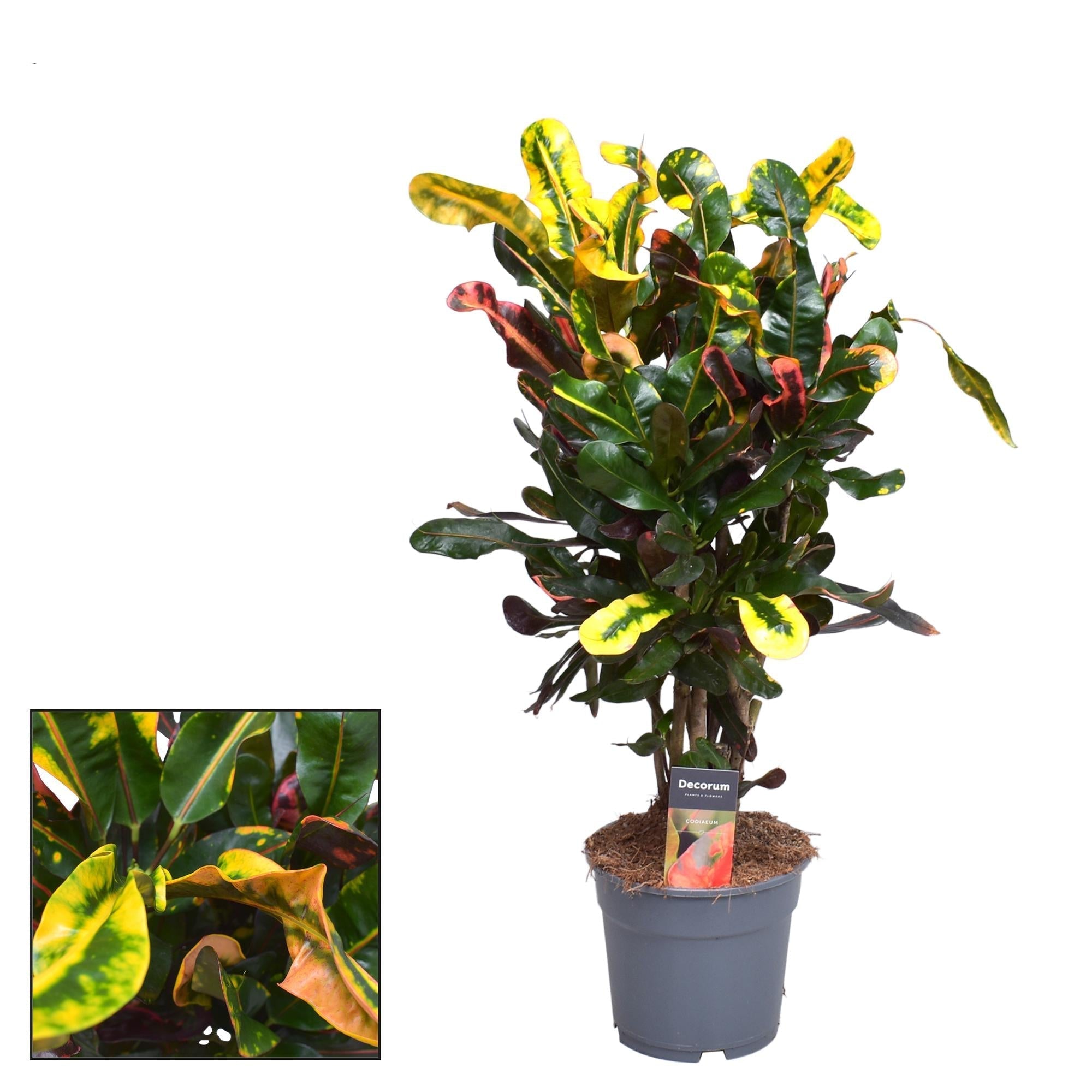 Croton Mammi – Zimmerpflanze – Ø17cm – ↕60cm – Bunte, auffällige Blätter – Pflegeleicht & dekorativ – Plant