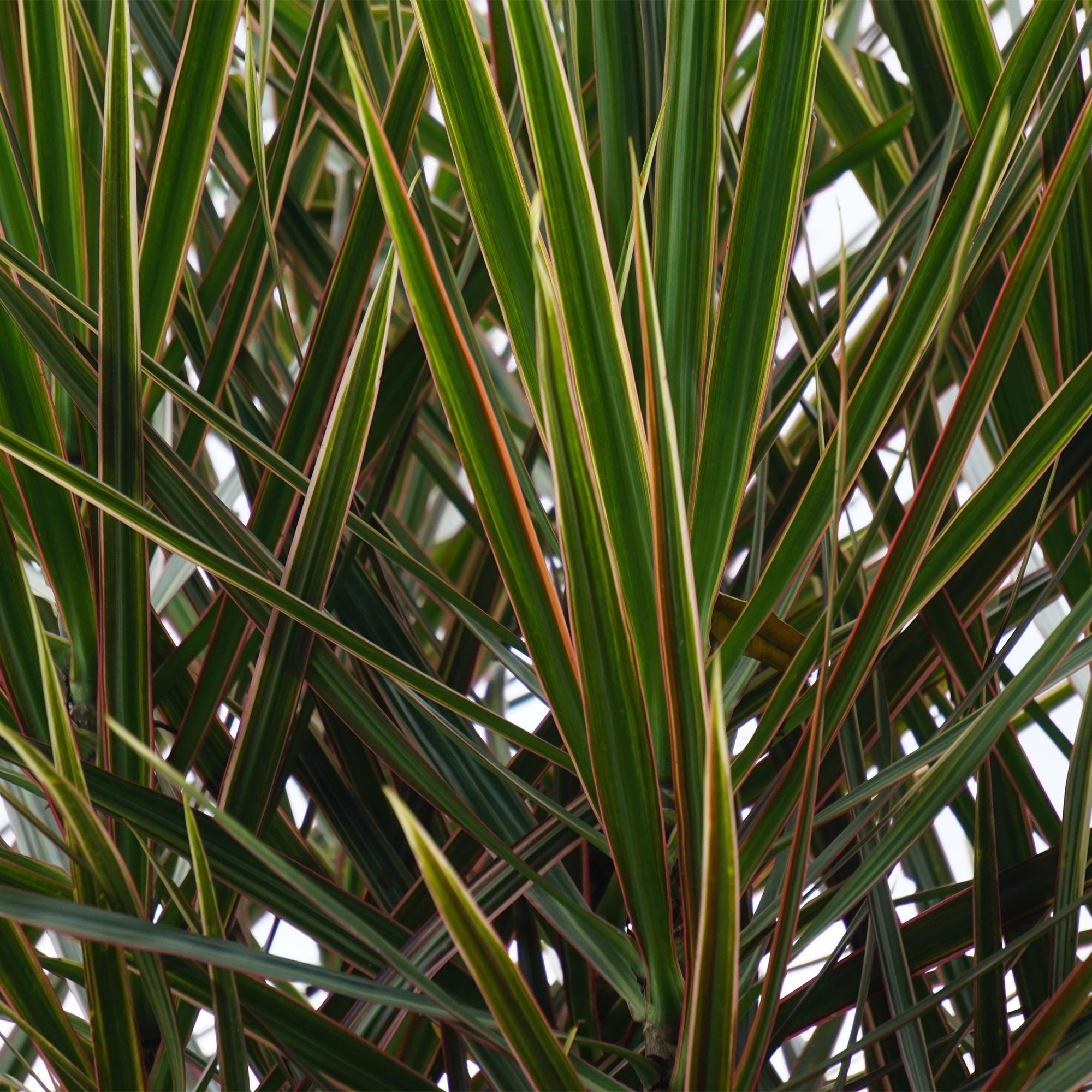 Dracaena Marginata – Drachenbaum – 17cm – Höhe 70-80cm – Pflegeleichte grüne Zimmerpflanze mit elegantem Blattwerk für Wohn – und Arbeitsräume – Plant