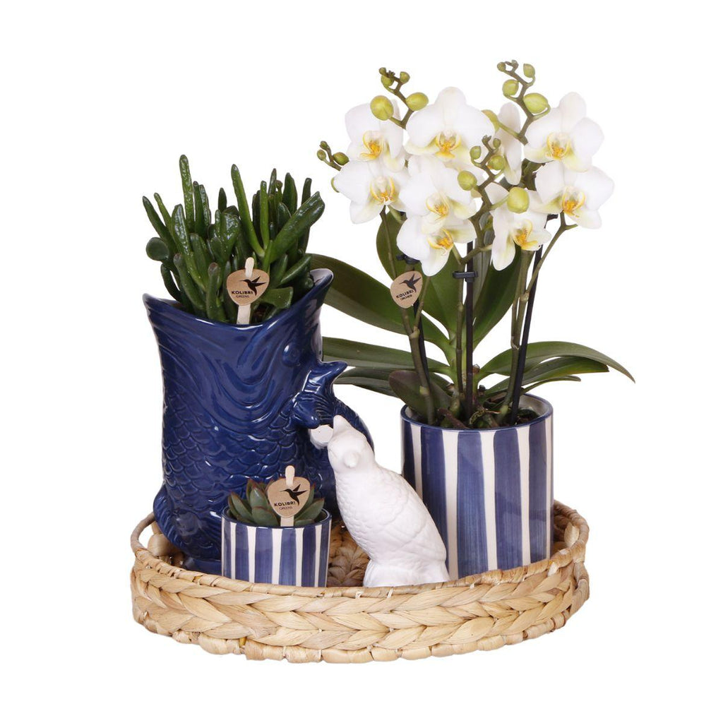 Pflanzenset Mediterranean Sunset – Weiße Phalaenopsis Orchidee Lausanne & Sukkulenten – 3 Pflanzen mit Keramik – Ziertöpfen – Inklusive Tablett – Plant