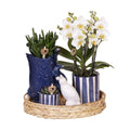 Pflanzenset Mediterranean Sunset – Weiße Phalaenopsis Orchidee Lausanne & Sukkulenten – 3 Pflanzen mit Keramik – Ziertöpfen – Inklusive Tablett – Plant
