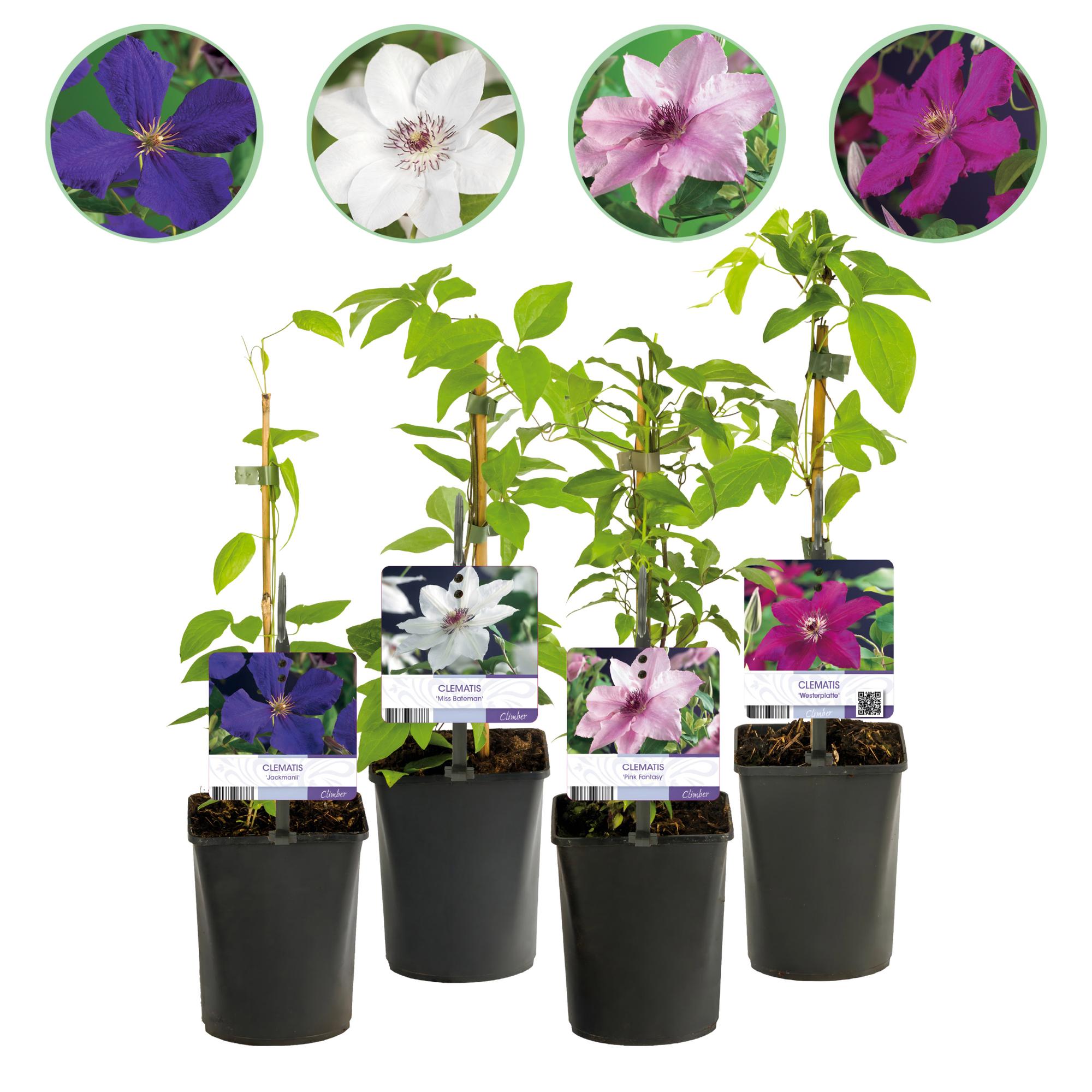 Kletterpflanze Clematis Rainbow – Mehrfarbige Blüten Rosa Weiß Lila Rot – Wenig Pflege – 4 Pflanzen – 11cm Höhe 40cm – Für Garten, Balkon & Pergolen – Plant