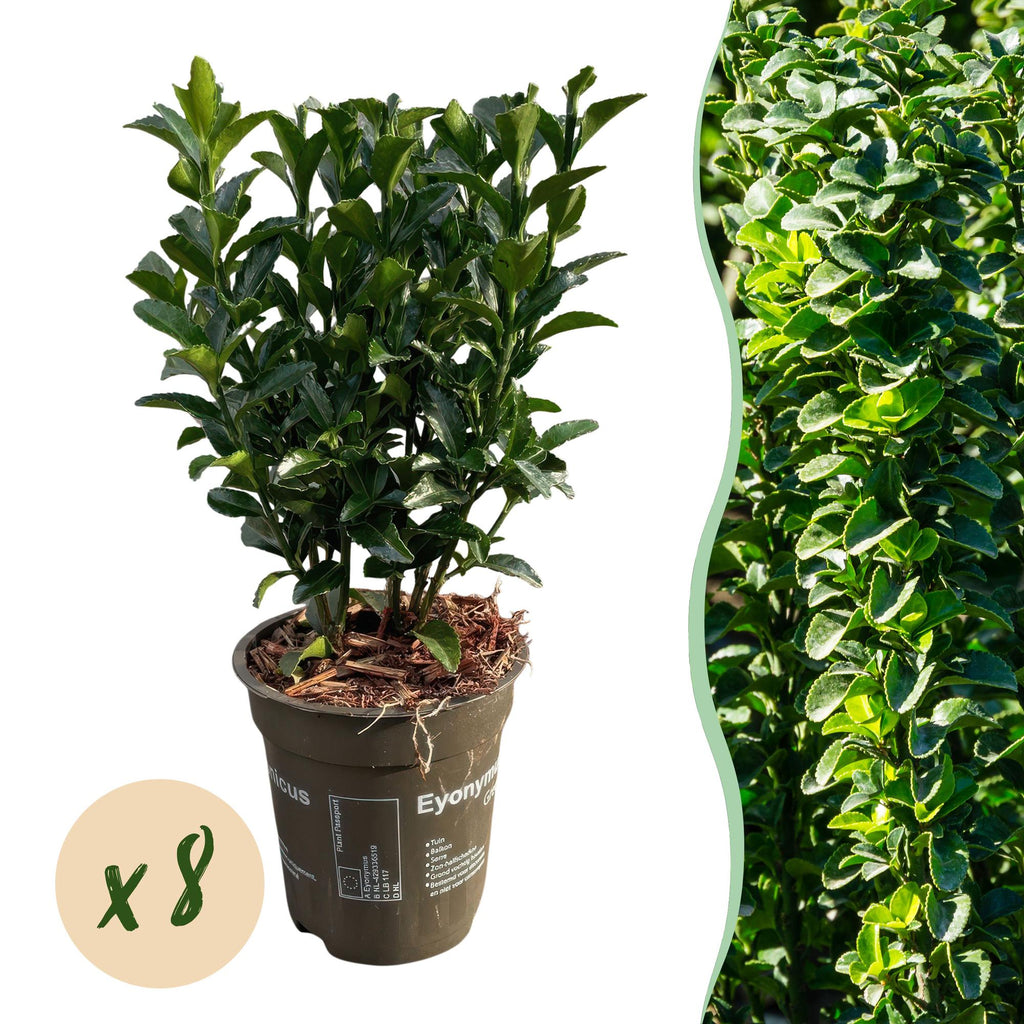 Euonymus japonicus Green Spire – 8 Pflanzen für 1 Meter Hecke – Immergrüner Japanischer Spindelstrauch – 20-25cm hoch im 9cm Topf – Plant
