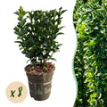 Euonymus japonicus Green Spire – 8 Pflanzen für 1 Meter Hecke – Immergrüner Japanischer Spindelstrauch – 20-25cm hoch im 9cm Topf – Plant