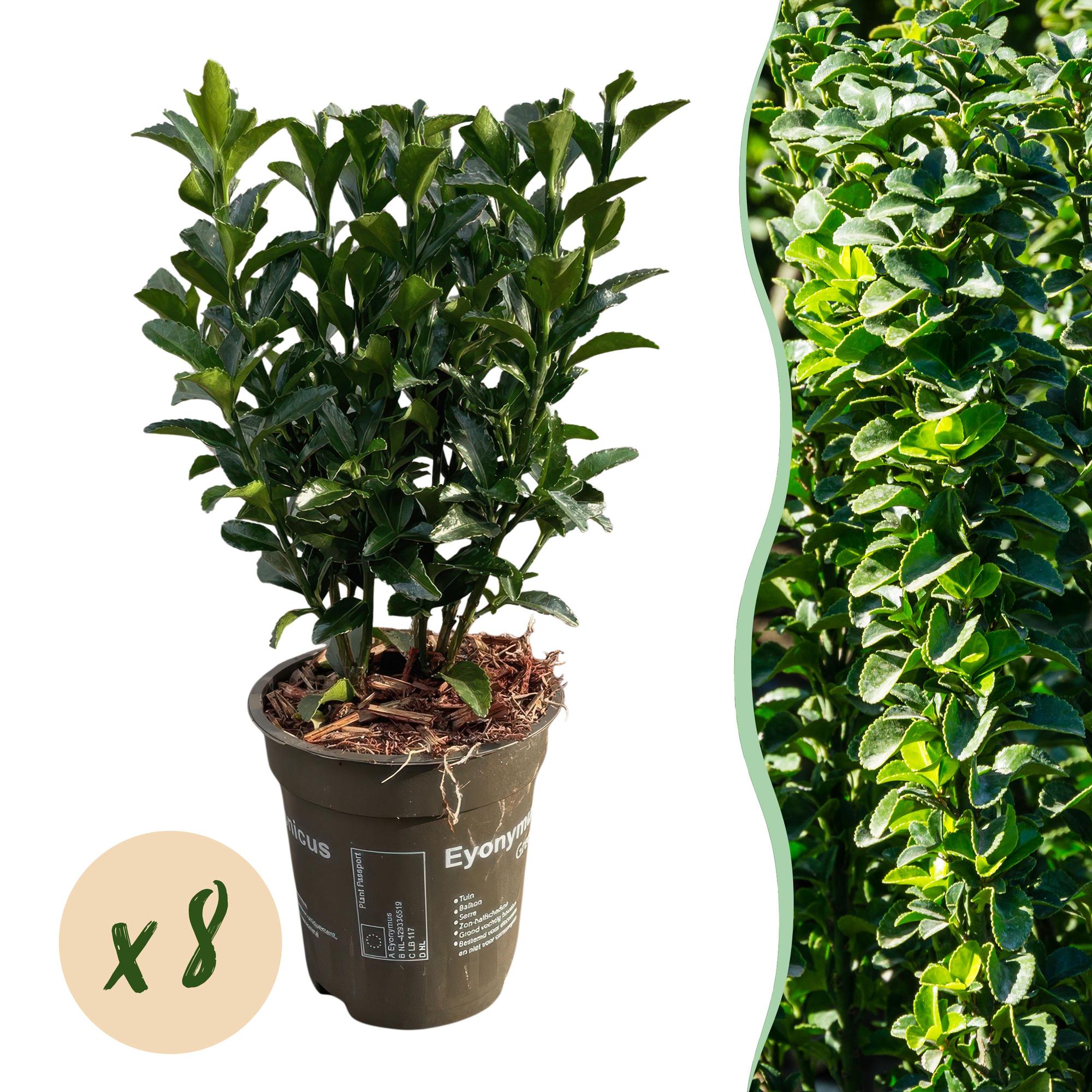 Euonymus japonicus Green Spire – 8 Pflanzen für 1 Meter Hecke – Immergrüner Japanischer Spindelstrauch – 20-25cm hoch im 9cm Topf – Plant
