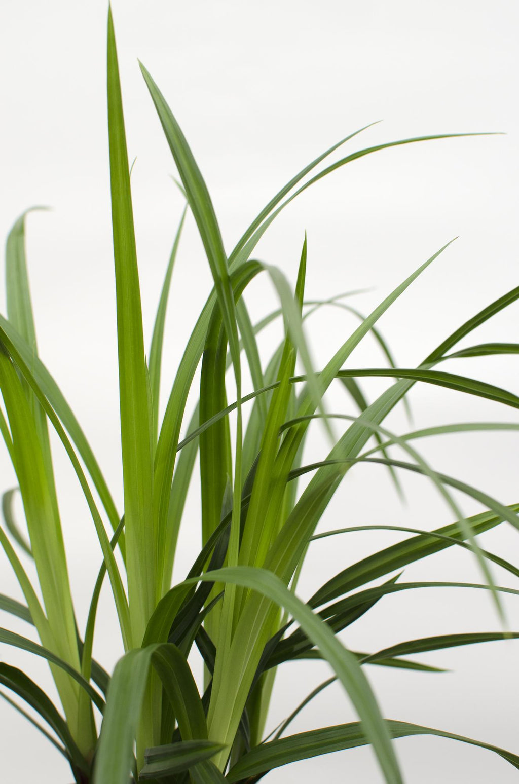 Carex morrowii 'Irish Green' – 3 Pflanzen – Immergrünes Ziergras – Ø14cm – Höhe ca. 30cm – robustes Garten – Gras für Sonne & Schatten – Plant
