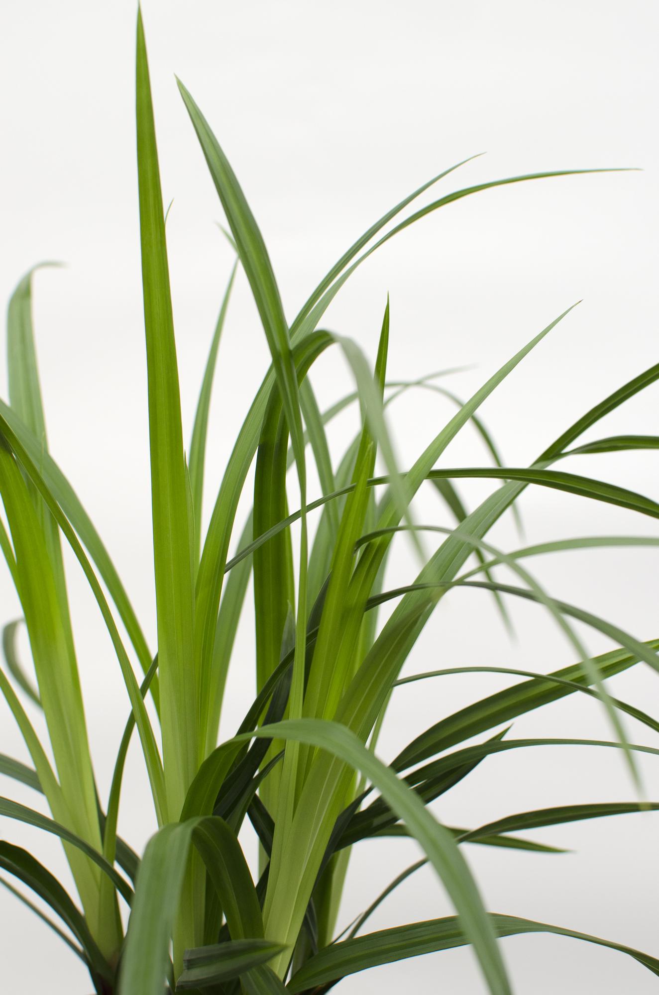 Carex morrowii 'Irish Green' – 3 Pflanzen – Immergrünes Ziergras – Ø14cm – Höhe ca. 30cm – robustes Garten – Gras für Sonne & Schatten – Plant