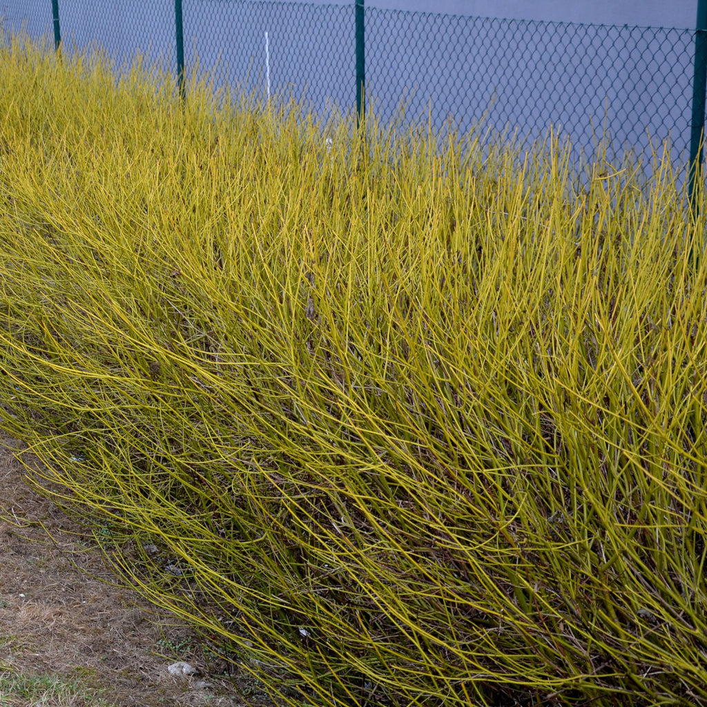 Cornus alba Flaviramea – Zierstrauch mit gelben Zweigen – 17cm – Höhe ca. 45cm – Laubabwerfender Hartriegel – Pflegeleicht & winterhart – Plant