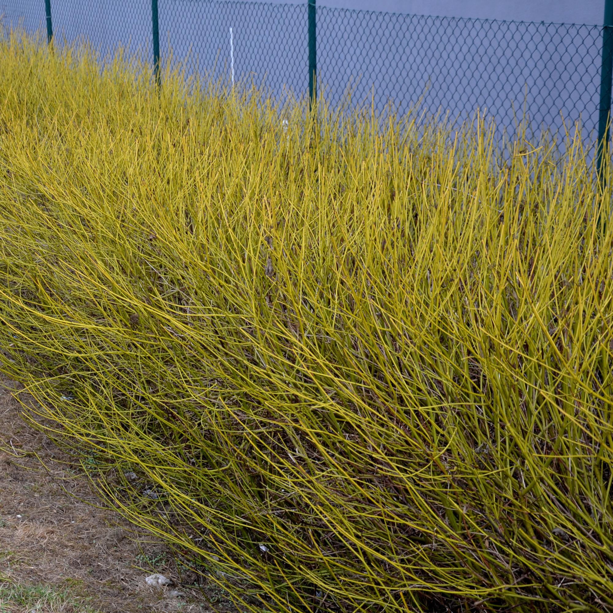 Cornus alba Flaviramea – Zierstrauch mit gelben Zweigen – 17cm – Höhe ca. 45cm – Laubabwerfender Hartriegel – Pflegeleicht & winterhart – Plant