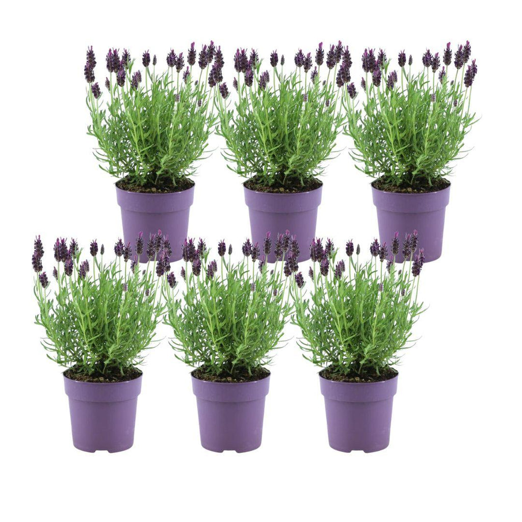 Echter Lavendel Lavandula stoechas Anouk – Duftender Schopflavendel – Ø12cm – Winterhart – Für Garten, Terrasse & Balkon – Plant