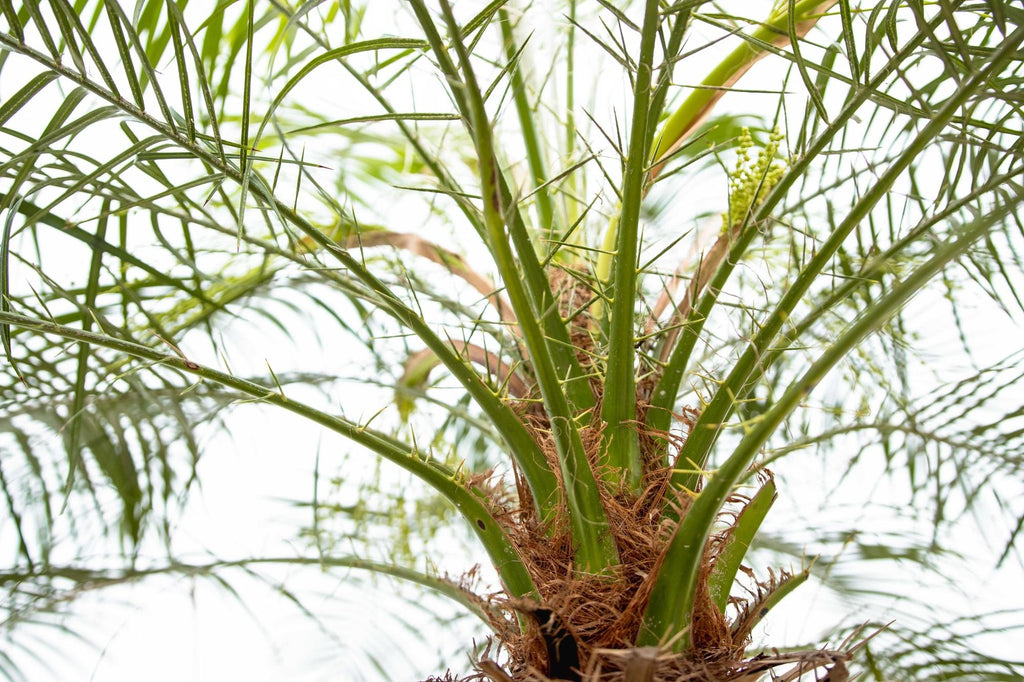 Phoenix Roebelenii auf Stiel – 190-200cm – Edle Zwerg – Dattelpalme für Innen & Außen – Exotische Palme mit gefiederten Blättern – Plant