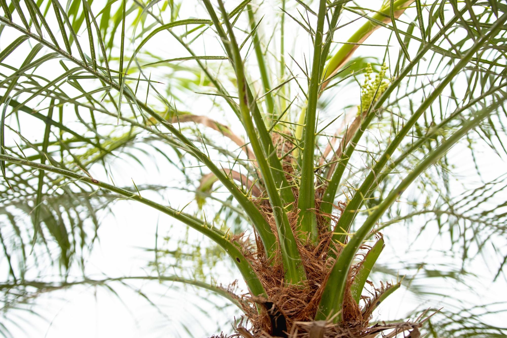 Phoenix Roebelenii auf Stiel – 190-200cm – Edle Zwerg – Dattelpalme für Innen & Außen – Exotische Palme mit gefiederten Blättern – Plant