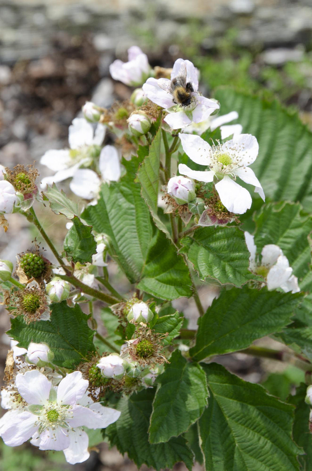 Brombeere - Rubus fruticosus Black Satin - Dornenlose Brombeerpflanze - Ø13cm - Höhe ca. 45cm - Winterharte Obstpflanze für Garten und Terrasse – Plant