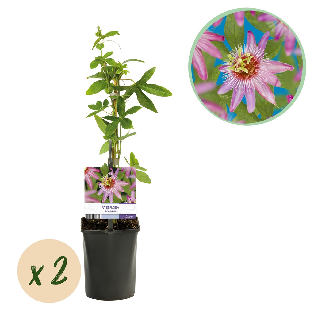 Passionsblume Passiflora Anastasia – 2 Pflanzen 11cm – ca. 40cm hoch – Exotische Kletterpflanze mit rosa Blüten – Pflegeleicht & dekorativ – Plant