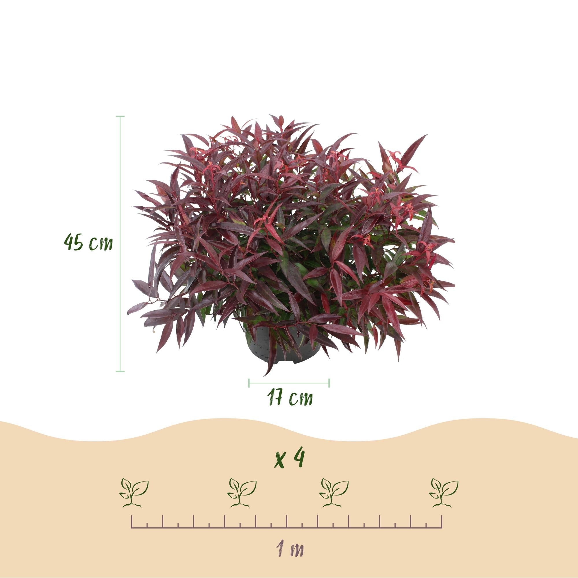 Traubenheide Leucothoe Burning Love – 17cm Höhe ca.45cm – Immergrün & farbintensiv – Rotes Laub für Beet Balkon Terrasse – Pflegeleichter dekorativer Zierstrauch – Plant