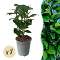 Kirschlorbeer Prunus laurocerasus Novita – Immergrüne Heckenpflanzen – 8 Pflanzen – 1m – 9cm Höhe 30-35cm – Grün – Pflegeleicht – Plant