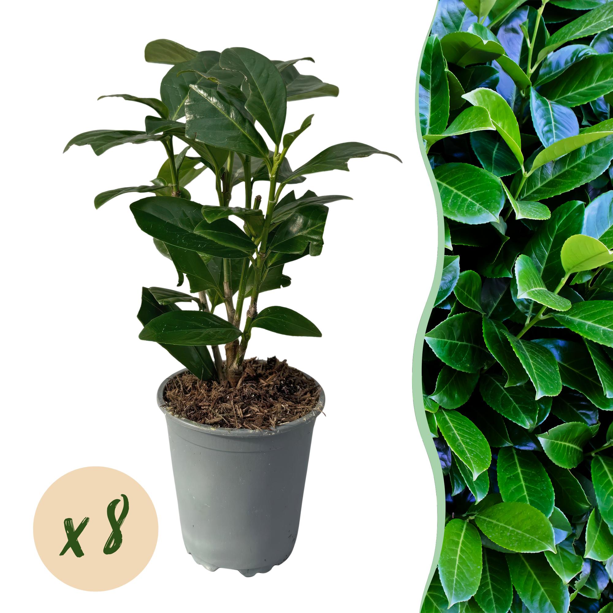 Kirschlorbeer Prunus laurocerasus Novita – Immergrüne Heckenpflanzen – 8 Pflanzen – 1m – 9cm Höhe 30-35cm – Grün – Pflegeleicht – Plant