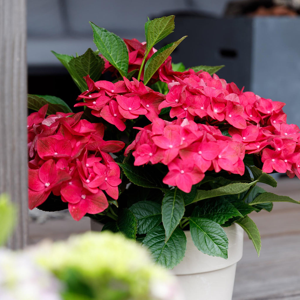 Hydrangea macrophylla Ruby Tuesday & Sapphire – Gartenhortensie – 2 Pflanzen – 23cm – Höhe 55cm – Rot und Blau – Balkonpflanze – 6-10 Blüten – Plant