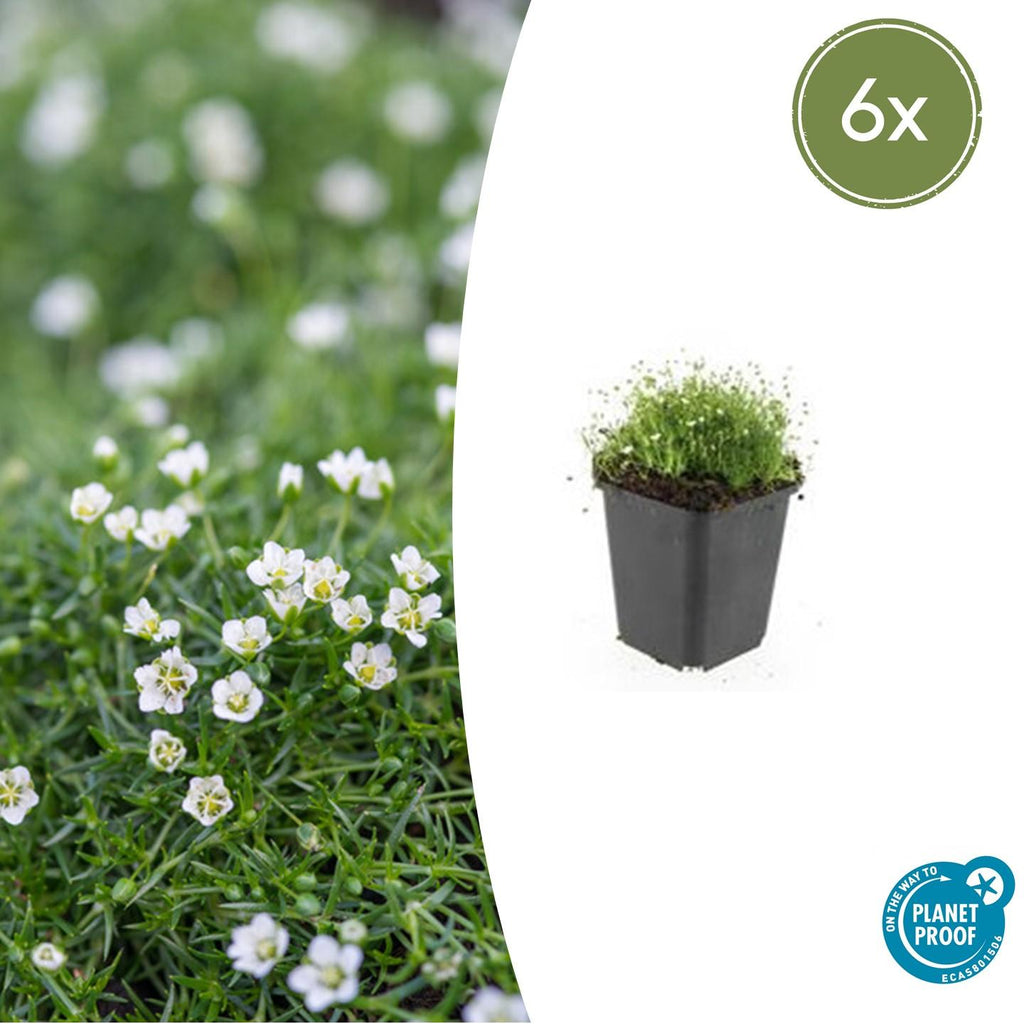 Sagina subulata Irisches Moos – Bodendecker Set Ø9cm – Immergrün & trittfest – Pfriemen Mastkraut für Fugen, Steingarten & Rasenersatz – Plant