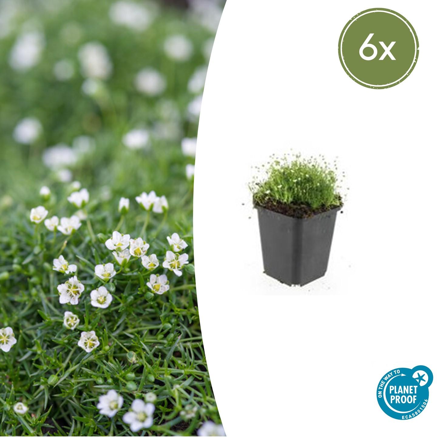 Sagina subulata Irisches Moos – Bodendecker Set Ø9cm – Immergrün & trittfest – Pfriemen Mastkraut für Fugen, Steingarten & Rasenersatz – Plant
