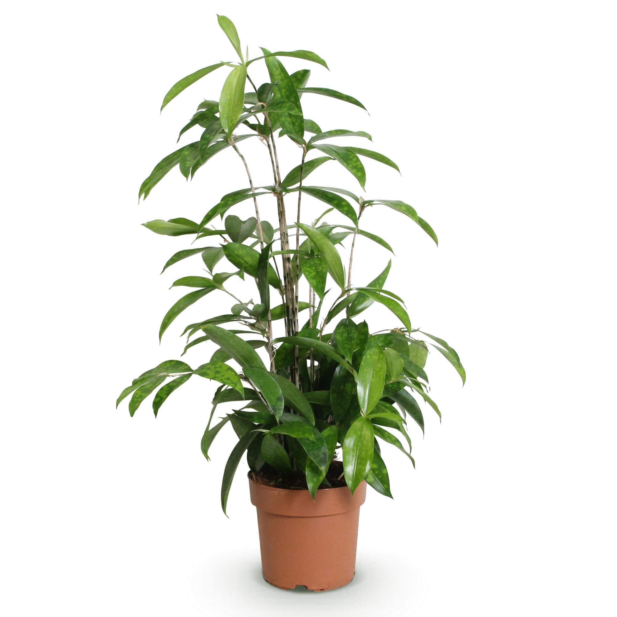 Dracaena surculosa – Drachenblutbaum – 17cm – Höhe 60-70cm – Pflegeleichte grüne Zimmerpflanze mit eleganten Blättern für Wohn – und Arbeitsräume – Plant