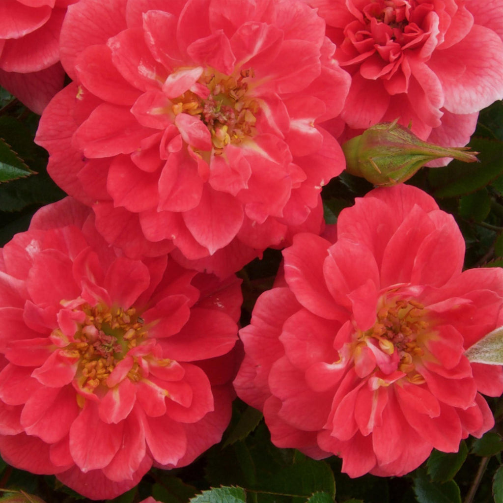 Kletterrose – Rosa Salmon Queen – Lachsrosa Blüten – 2 Pflanzen – 11cm – Höhe 40cm – Duftend & pflegeleicht – Blüte Juni bis Oktober – Plant
