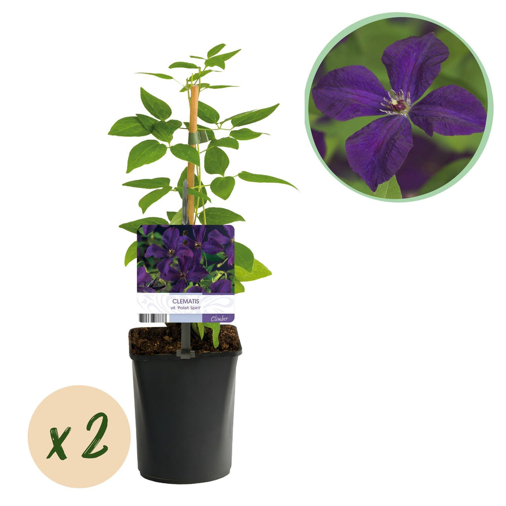 Kletterpflanze Clematis vit. 'Polish Spirit' – Tiefviolette Blüten – 2 Pflanzen – 11cm x H40cm – Bis 3m – Pflegeleicht – Plant