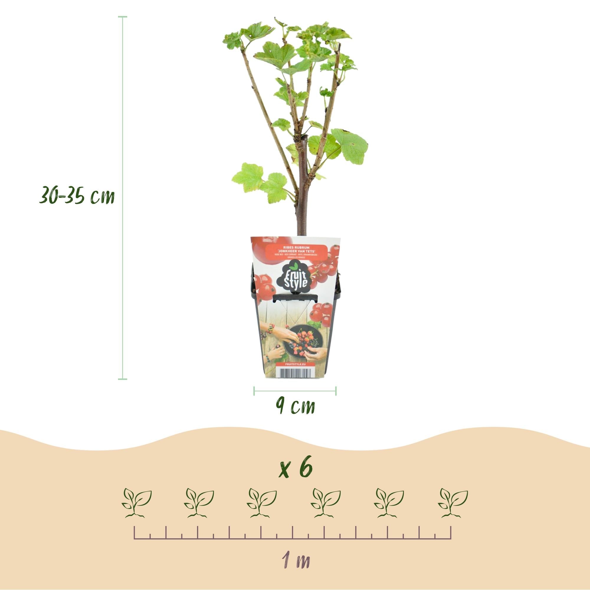 Rote Johannisbeere Ribes rubrum Jonkheer van Tets winterhart Ø9cm Höhe30cm – Ertragreiche Johannisbeerpflanze für Garten Balkon & Terrasse