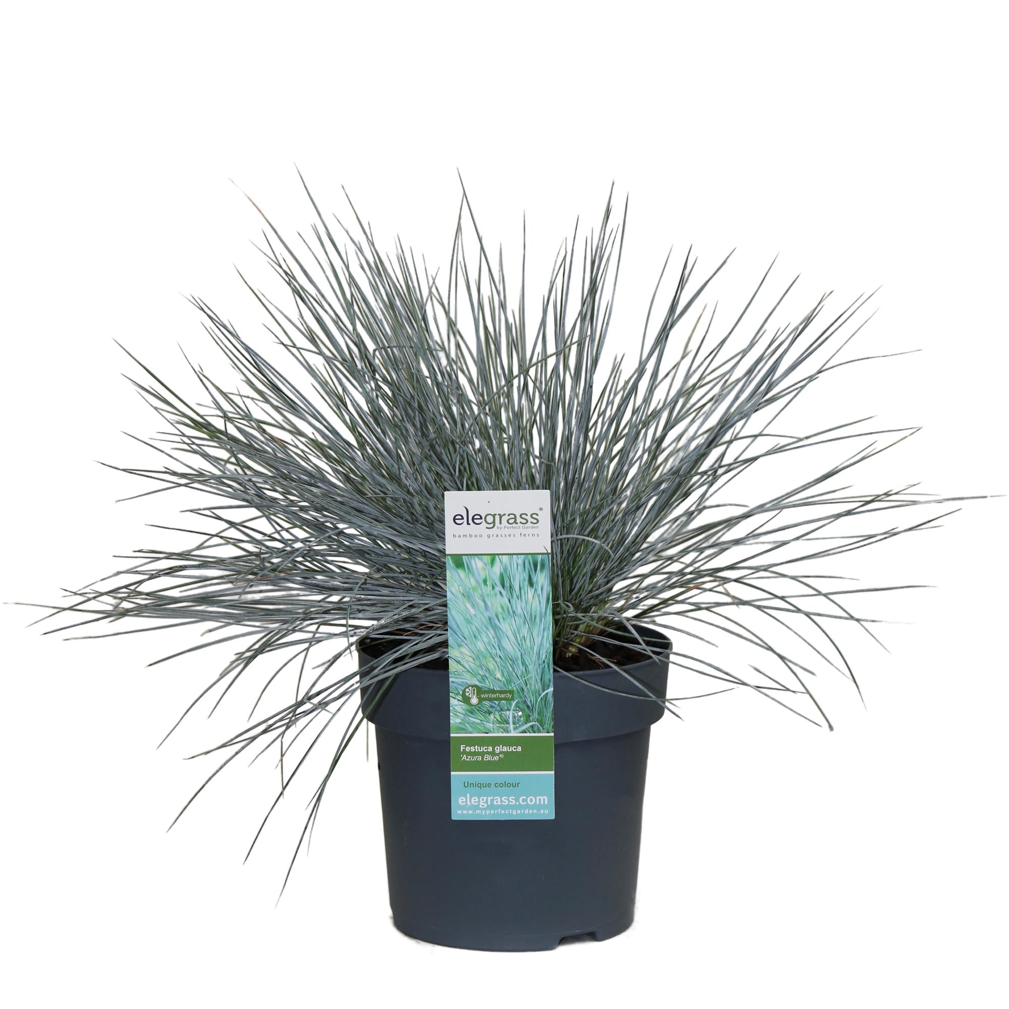 Blauschwingel Festuca glauca Azura Blue Ø14cm – Höhe ca.30cm – silberblaues Ziergras winterhart & immergrün – Plant