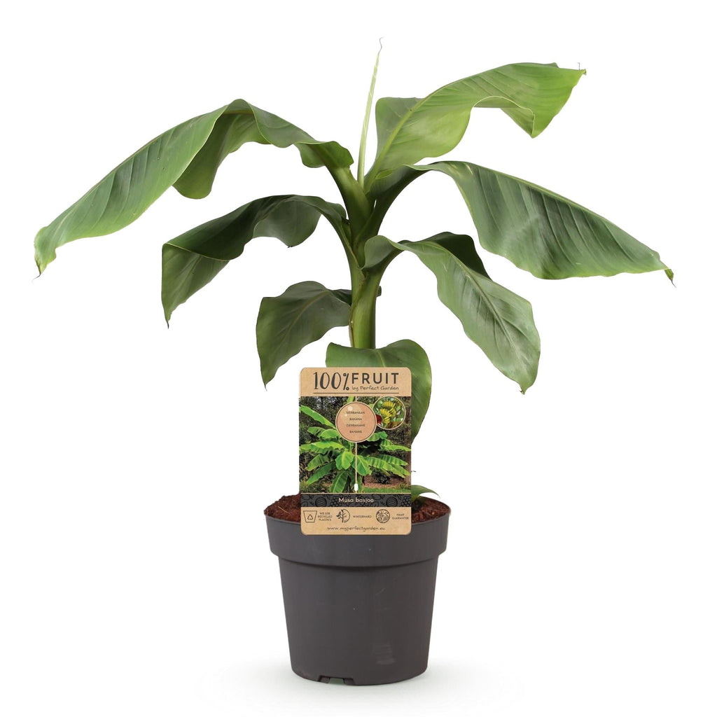 Japanische Faserbanane – Musa Basjoo – Winterharte Bananenpflanze – Ø21cm – Höhe ca. 90cm – Exotische Obstpflanze für Garten & Terrasse – Plant