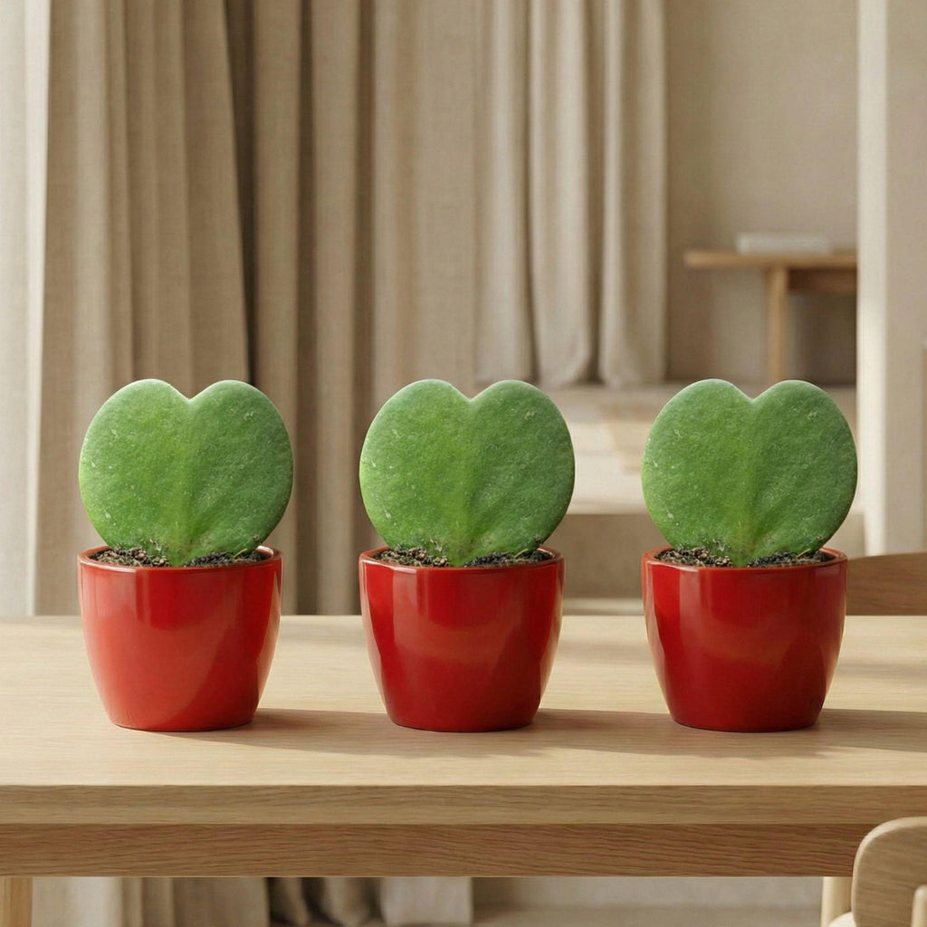 Hoya Kerrii Sweetheart – Herzpflanze im roten Keramiktopf Ø6cm – Mini Geschenkset mit Lutscher – Pflegeleichte Zimmerpflanze