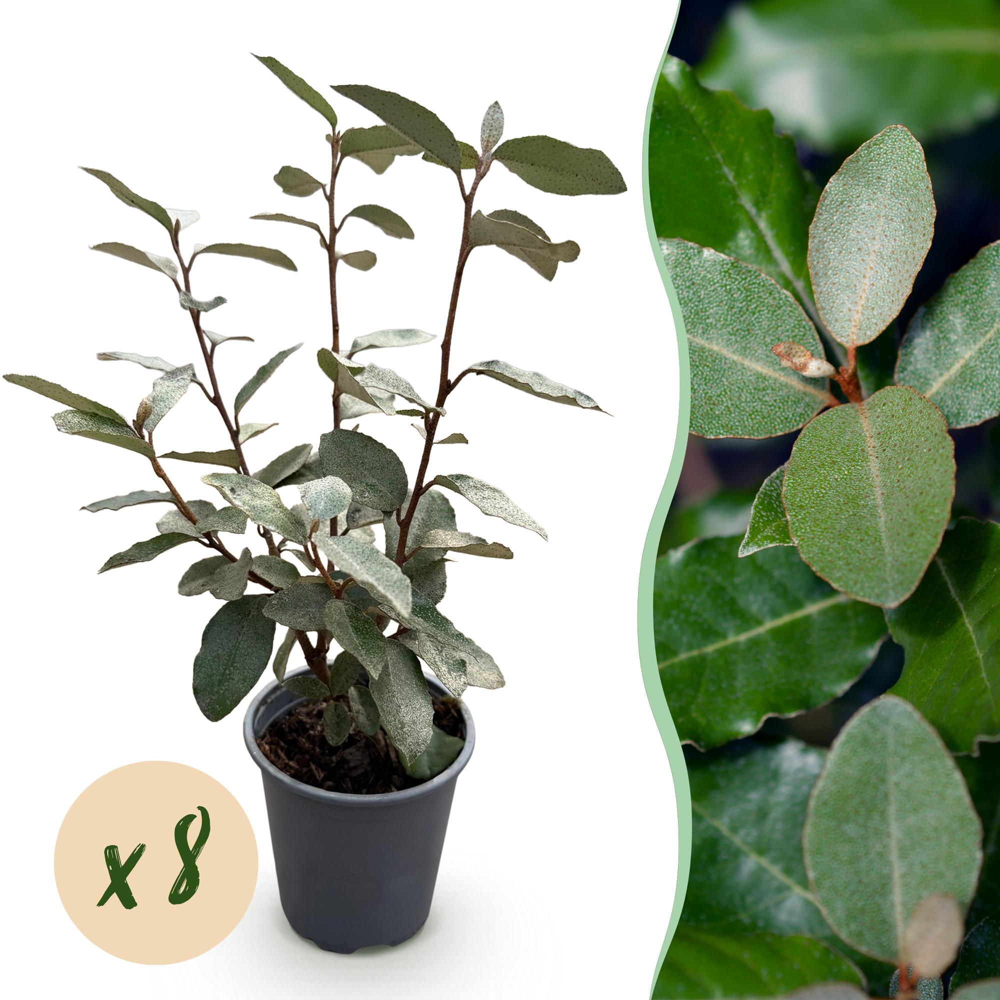 Ölweide Elaeagnus ebbingei Compacta – 8 Pflanzen für 1 lfm Hecke – Immergrün – 9cm – Höhe 30-35cm