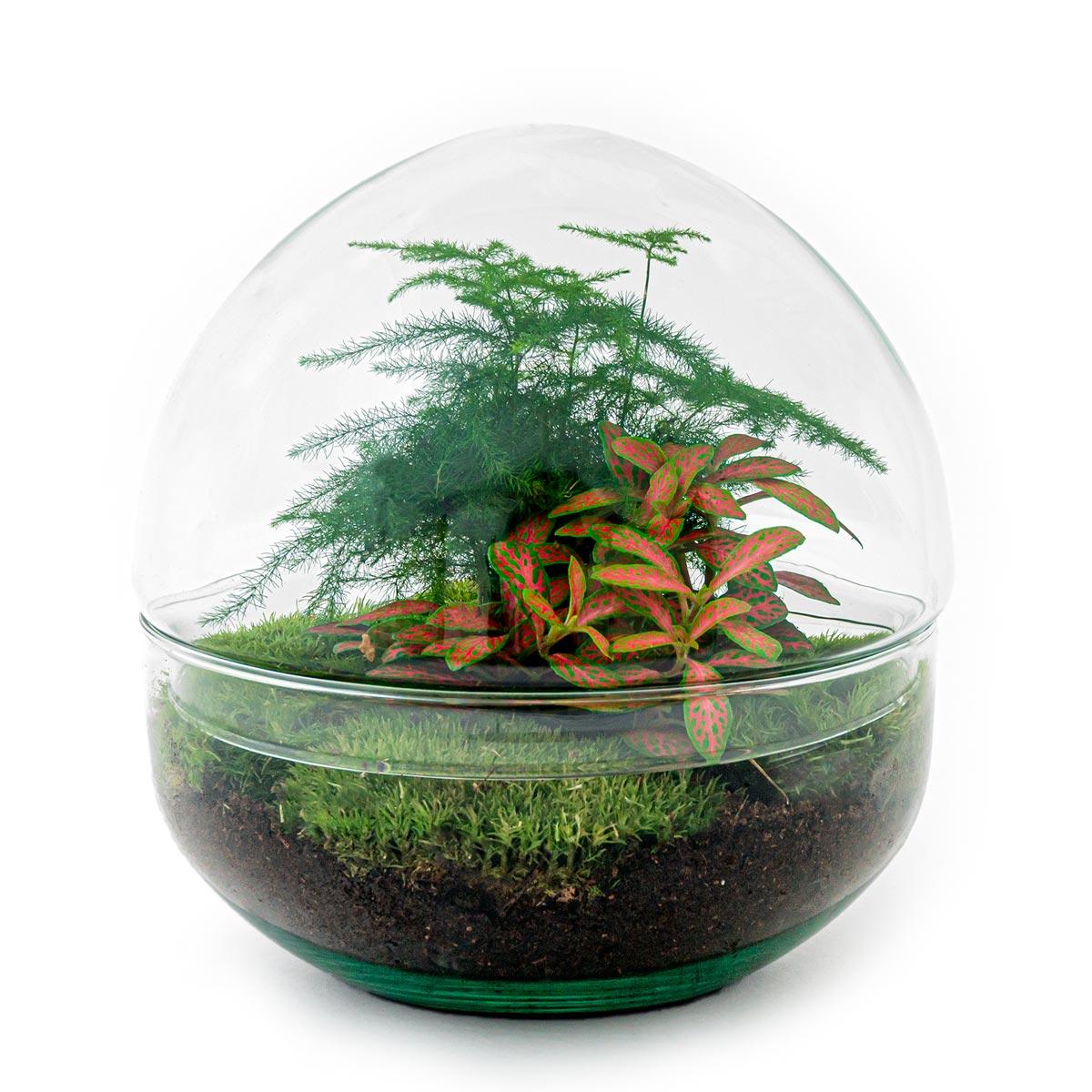 DIY Flaschengarten Set – Dome Glas Rot – Ø20cm x H20cm – Selbstversorgendes Pflanzterrarium mit Fittonia, Spargel & Moos – Mini – Pflegeleicht – Plant