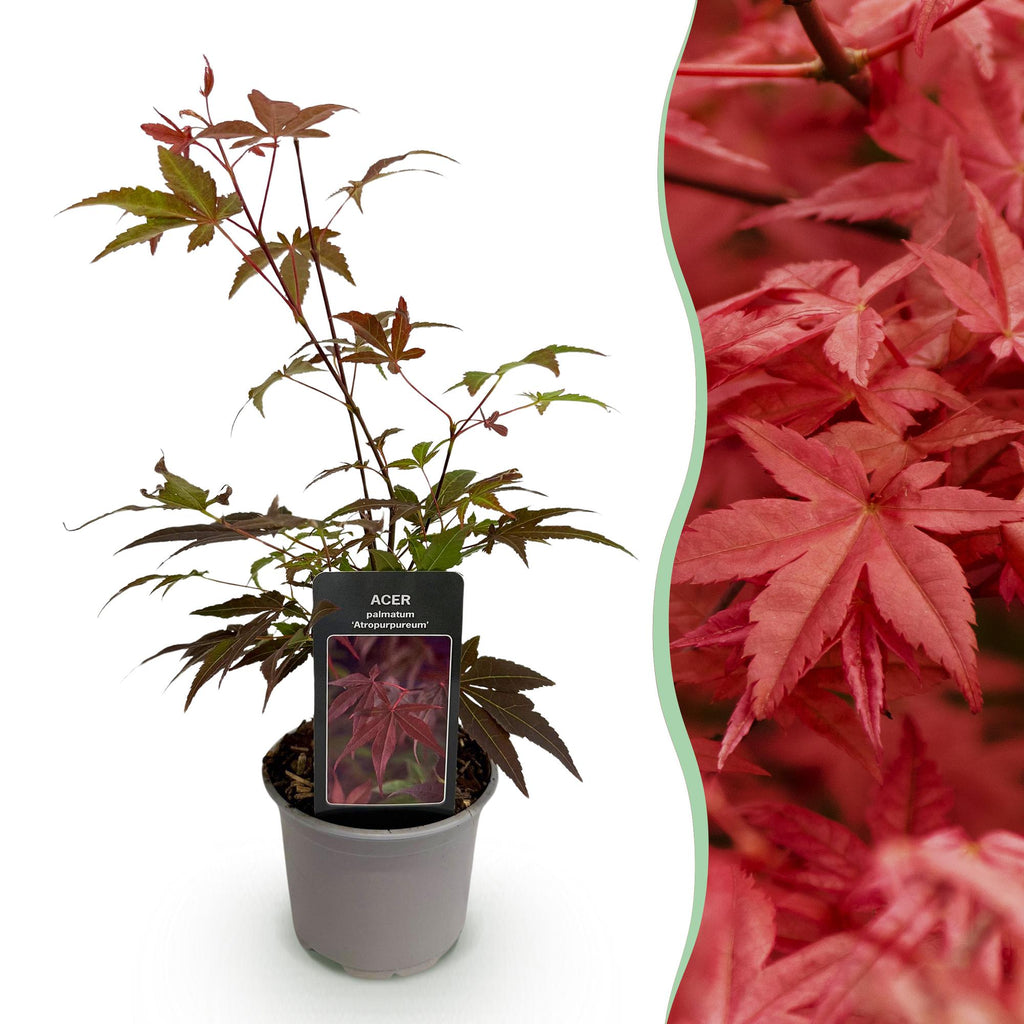 Ahorn Acer palmatum Atropurpureum – 12cm Höhe ca. 35cm – Tiefrote Blätter & eleganter Wuchs – Laubabwerfend & pflegeleicht – Plant