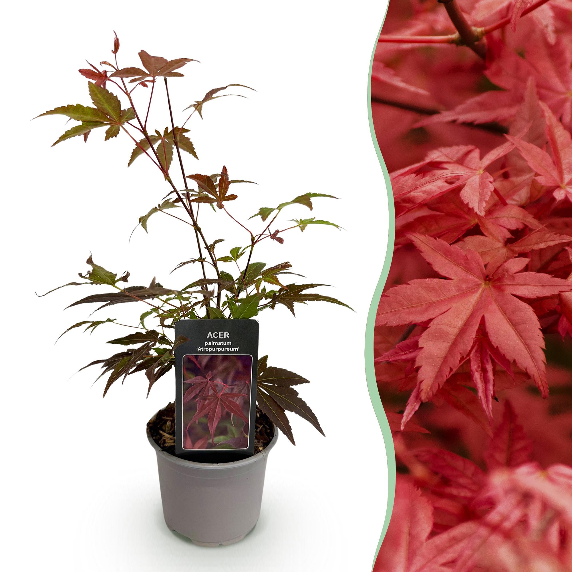 Ahorn Acer palmatum Atropurpureum – 12cm Höhe ca. 35cm – Tiefrote Blätter & eleganter Wuchs – Laubabwerfend & pflegeleicht – Plant