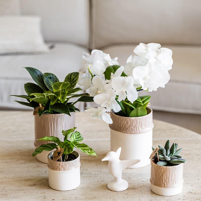 Bamboo Übertopf Sand – Mini Blumentopf Ø6cm – Naturfarbener Pflanztopf mit Bambusstruktur – Kleiner Übertopf für Orchideen Sukkulenten & Deko – Pot